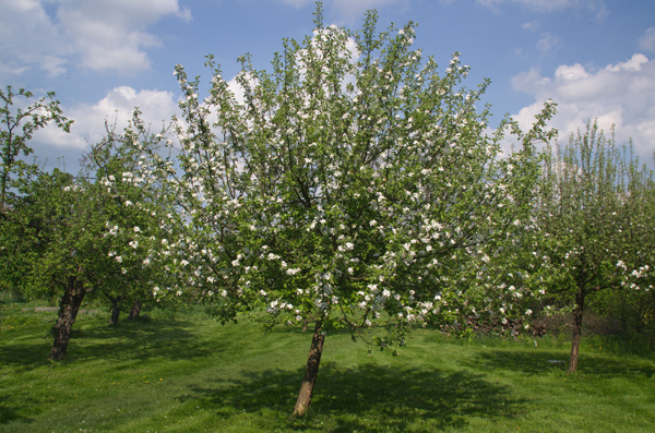 Blühender Obstbaum im NABU Garten in Linum