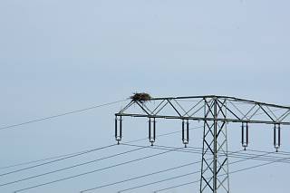 18. 8. 2012. Brandenburg. Nest auf einem Strommast. Vermutlich f?rche. Horst