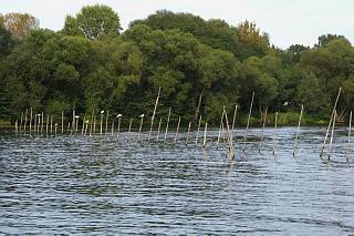 18. 8. 2012. Brandenburg. Ketzin. Fluss Havel. Fischerei. Holzstangen f?sen