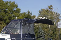 Dateiname=Moewen-auf-Verdeck-20111015-157.jpg
Dateigröße=213KB
Abmessungen: 880x584
hinzugefügt am: 08. Januar 2016 Moewen-auf-Verdeck-20111015-157.jpg