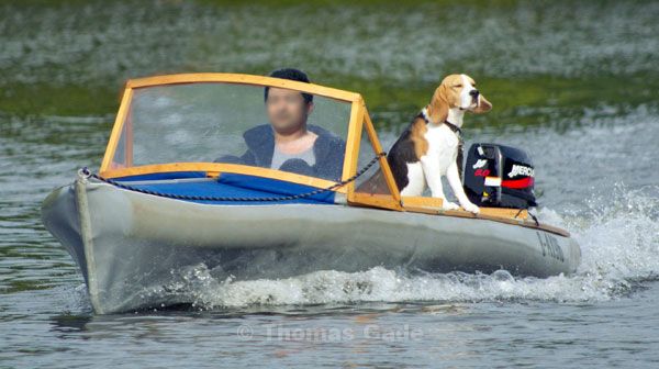 Ein Hund auf einem kleinen Motorboot 