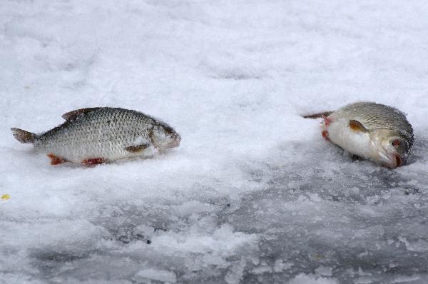 2012. Berlin. Zehlendorf. Wannsee. Zugefrorener Kleiner Wannsee. Winter. Eis. Schnee. Eisangler. Fische Frisch geangelte Fische