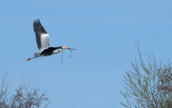 Fischreiher / Graugeier mit einem Zweif für sein Nest 2013. Brandenburg. Vogel. Vögel. Graureiher (Ardea cinerea) Fischreiher.