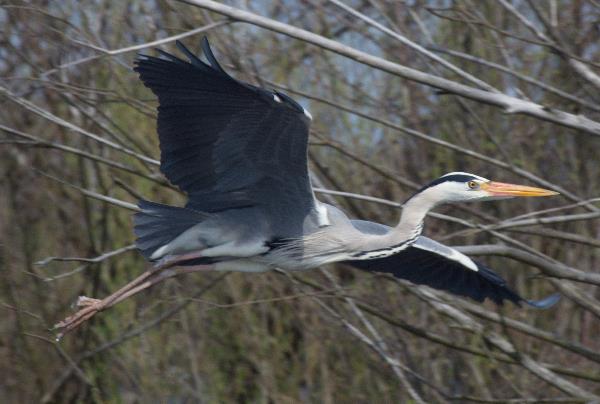 Fliegender Fischreiher / Graureiher 2013. Brandenburg. Vogel. Vögel. Graureiher (Ardea cinerea) Fischreiher.