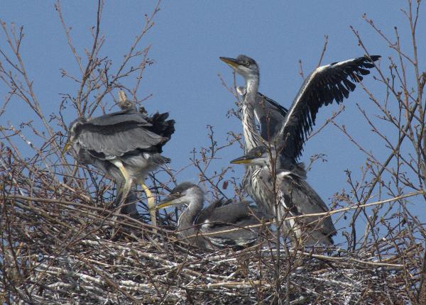 Junge Fischreiher im Nest