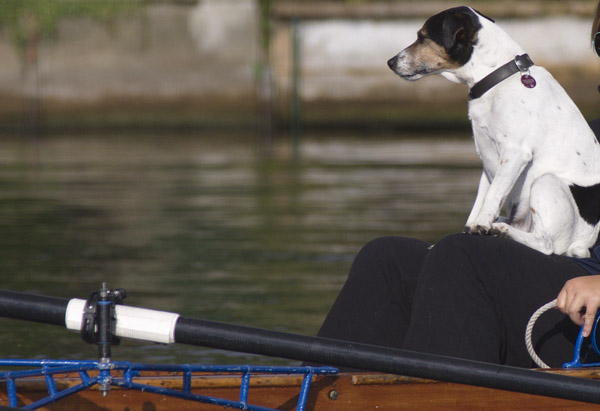 Bordhund