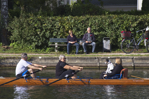 Hund im Ruderboot