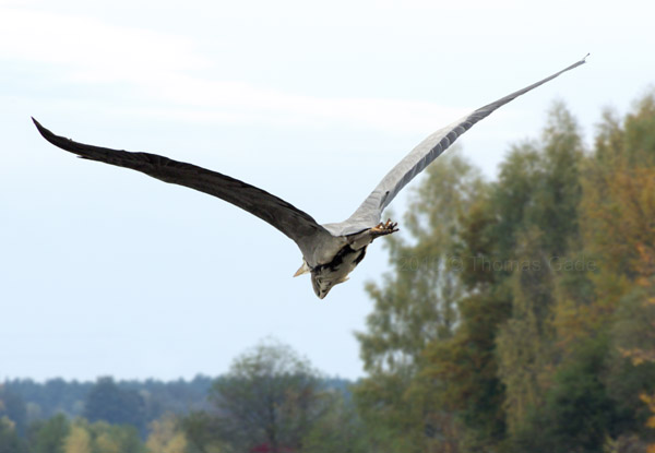 Fliegender Fischreiher - Graureiher ...