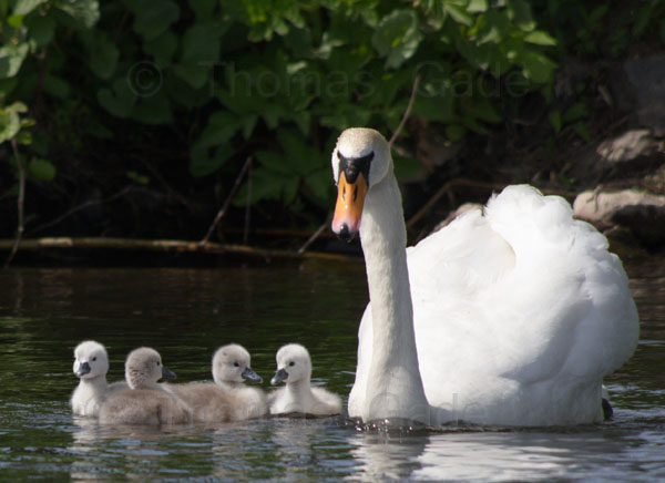 Schwan mit Küken