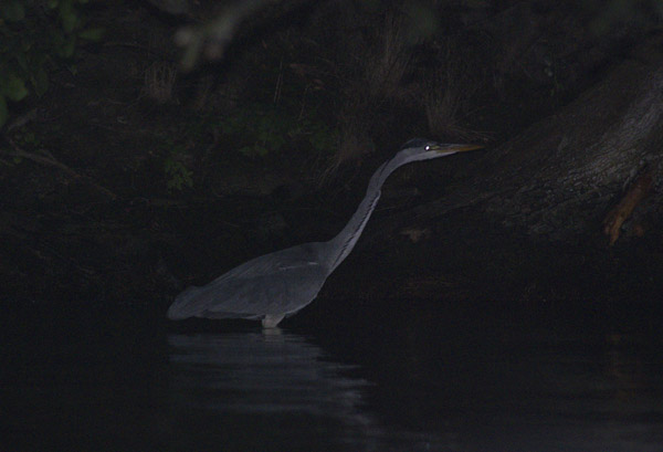 Fischreiher. Jäger bei Nacht