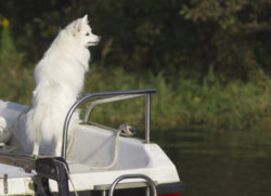 Bordbär und Kröte gegen Hunde an Bord